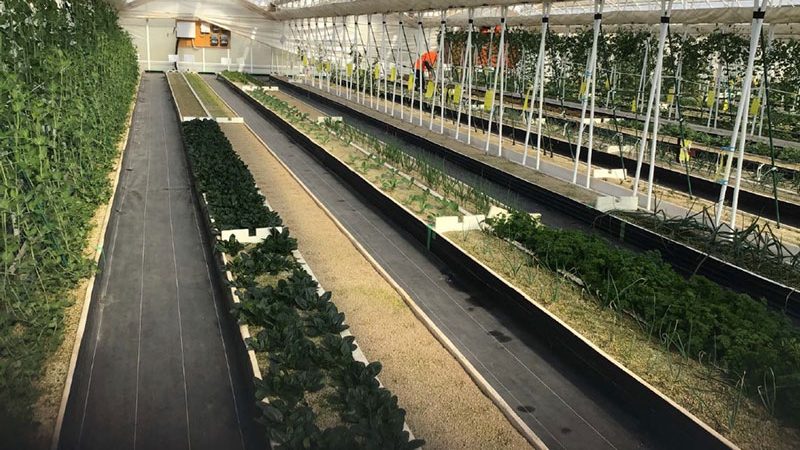 わーくはぴねす農園　市川ファームが稼働開始